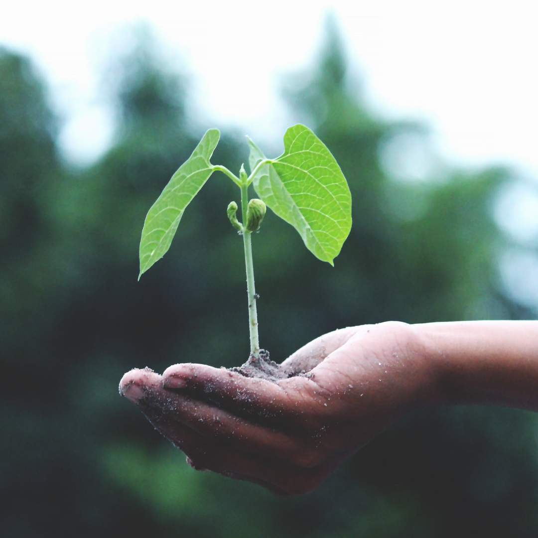 SanaExpert-Suplementos-Nutricionales-Alimenticios-Naturales-Ecologica-Cuida-Tierra-PlanetaSano-Marca-Alemana